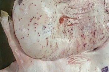 Lộ sai phạm kiểm soát tại lò mổ heo cho Công ty C.P Việt Nam