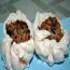 Bánh bao: Vỏ trắng hóa chất, nhân đồ ôi thiu