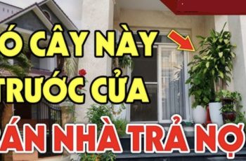 4 loại cây ác cây càng xanh tươi người càng khánh kiệt