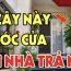 4 loại cây ác cây càng xanh tươi người càng khánh kiệt