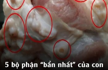 5 bộ phận “bẩn nhất” của con lợn mà người bán thịt không bao giờ cho gia đình ăn