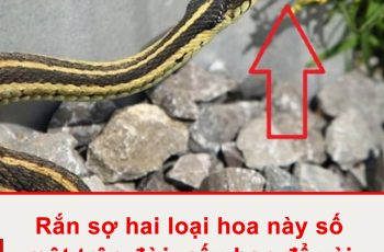 Rắn sợ hai loại hoa này số một trên đời, nếu bạn để vài bông trong nhà, chẳng rắn nào dám bén mảng