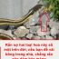 Rắn sợ hai loại hoa này số một trên đời, nếu bạn để vài bông trong nhà, chẳng rắn nào dám bén mảng