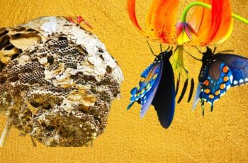 5 dấu hiệu của người sắp có khoản tiền lớn rơi vào đầu: Giàu có phát tài