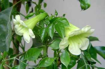 Lời Tổ tiên: ‘6 cây này nở hoa, dù không giàu cũng sẽ giàu’, là cây gì?