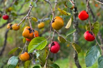 Những đại kỵ khi ăn quả hồng, cần biết để khỏi mang họa Những đại kỵ khi ăn quả hồng, cần biết để khỏi mang họa