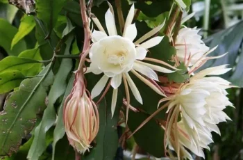 Tổ Tiên dặn kỹ: ‘4 loại hoa tuyệt đối đừng trồng ở nhà, hoa thịnh người suy’, đó là hoa gì?