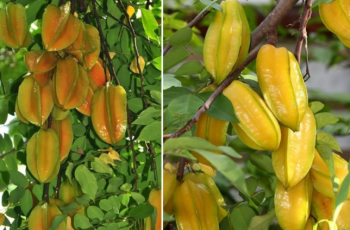 2 mệnh này cực hợp trồng Cây Khế: Có 1 cây như hũ chôn tiền, cây càng lâu năm càng giàu có