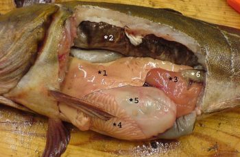 5 bộ phận của cá độc ngang thạch tín, số 1 nhiều người tưởng bổ 5 bộ phận của cá độc ngang thạch tín, số 1 nhiều người tưởng bổ