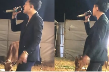 Nam ca sĩ Việt biểu diễn ở đồng cỏ, con bò bên cạnh ‘gây sốt’ Nam ca sĩ Việt biểu diễn ở đồng cỏ, con bò bên cạnh ‘gây sốt’